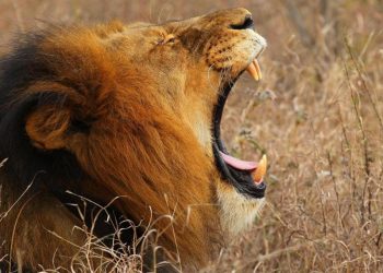 تحذير من وباء جديد بسبب “عظام الأسود”