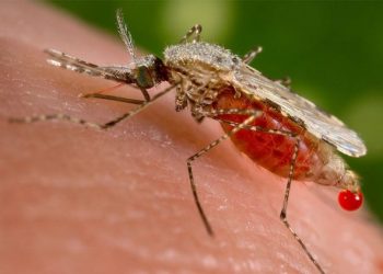 هل ينقل البعوض فيروس كورونا ؟ دراسة تحسم الجدل