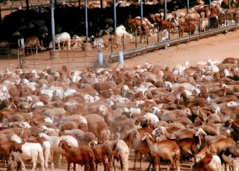 للمرة الثامنة السعودية تعيد (15) ألف رأس جديدة من صادر الماشية