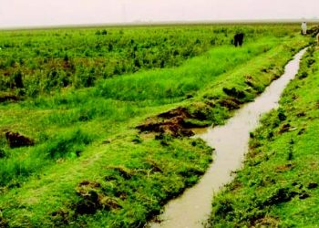 مزارعو الجزيرة : إلغاء حظر بيع القمح اعتراف من الحكومة بخطئها