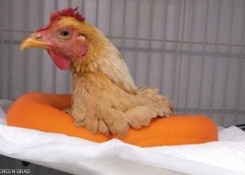 خدعة أشهر دجاجة في مصر .. الطبيب البرازيلي يفضح كل شيء