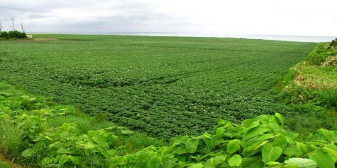 شح العمالة يهدد حصاد العروة الصيفية بالقضارف