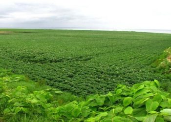 شح العمالة يهدد حصاد العروة الصيفية بالقضارف