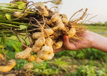 بسبب سوء الإدارة .. السودان يفقد مركزه عالمياً في إنتاج الفول السوداني.!