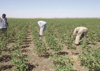 بعد مشكلات العطش.. مشروع الرهد .. حصاد السراب (2)