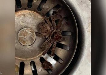 مواطن يعثر على عنكبوت في بيته : ويواجه موقفا صادما ومرعبا