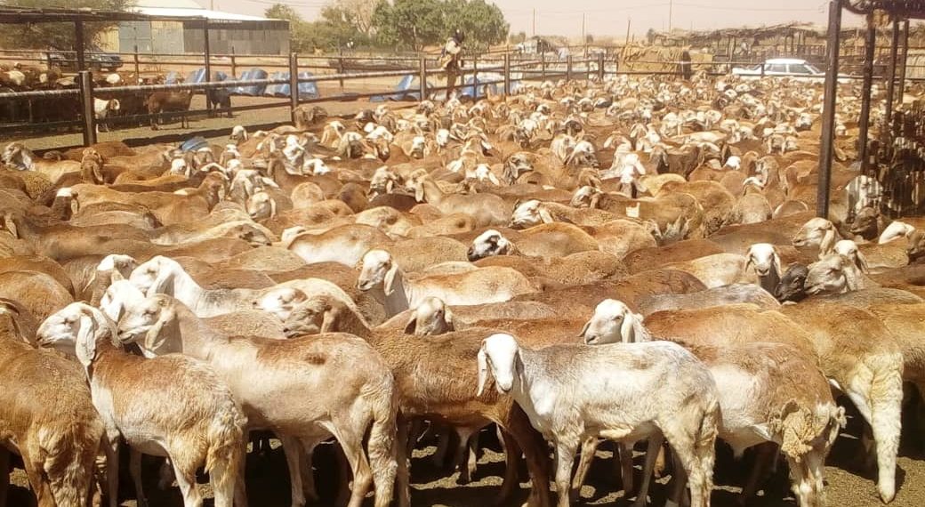 تتواصل الخيبات السلطات السعودية تعيد مجدداً 9 الاف رأس من الماشية السودانية