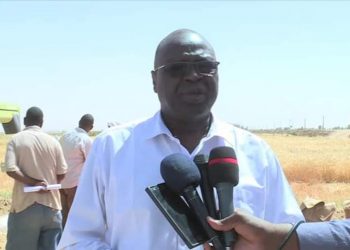 تاور يدشن حصاد القمح بمشروع اولاد المبارك الزراعي بمنطقة العفاض بمحلية الدبة