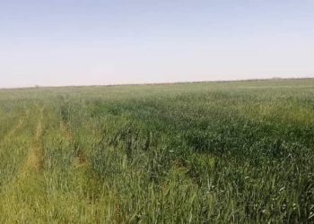 مشروع سندس  : محصول القمح يبشر بإنتاجية عالية لهذا الموسم