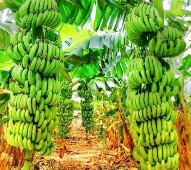 جهود حول تطوير عملية  إنتاج الموز السوداني للصادر