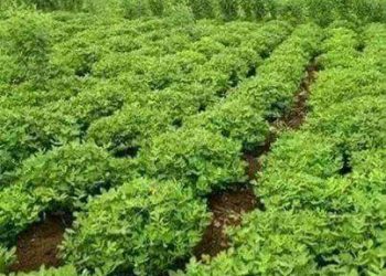 الدعم السريع يؤكد استعدادها لتامين الموسم الزراعي