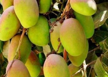 تدشين صادر المانجو لليبيا واستمرار الصادر لأسواق الخليج