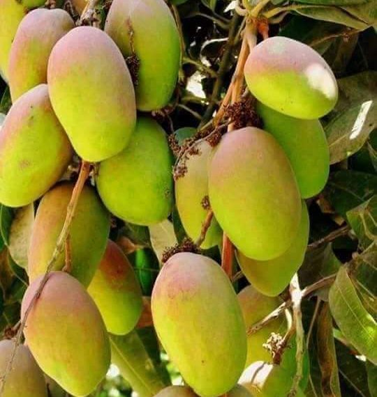 تدشين صادر المانجو لليبيا واستمرار الصادر لأسواق الخليج