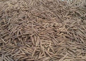 إصابة أفراد من مكافحة المخدرات أثر مطاردة مثيرة تمكنها من خلالها القبض على (٣٠) ألف رأس من البنقو في طريقها من شمال كردفان إلى الخرطوم