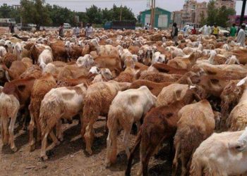 السعودية تعيد أكثرمن ٧ ألف رأس من المواشي السودانية