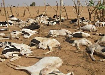 لجنة لتقصي الحقائق حول نفوق الماشية بالقضارف