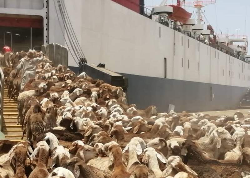 تصدير اول شحنة ماشية الى عمان