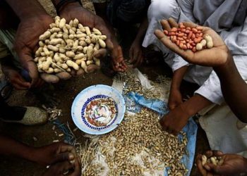 انهيار صادرات الحبوب الزيتية