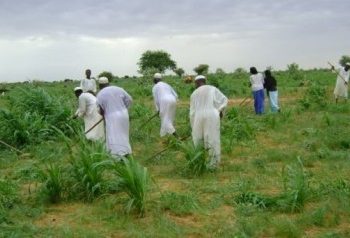 الاصلاح والحلول  …مبادرة لمزارعي الجزيرة والمناقل لإنقاذ الموسم