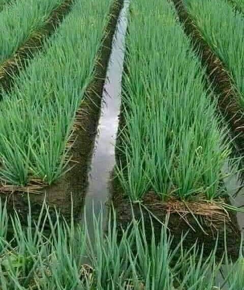 وصول 200 ألف جوال من السماد وتوجيهات بترحيلها مباشرة لمشروع الجزيرة