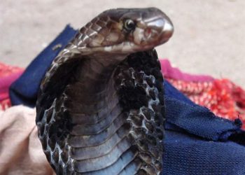 بسبب ثعبان..هبوط إضطراري لطائرة ماليزية في أحد المطارات