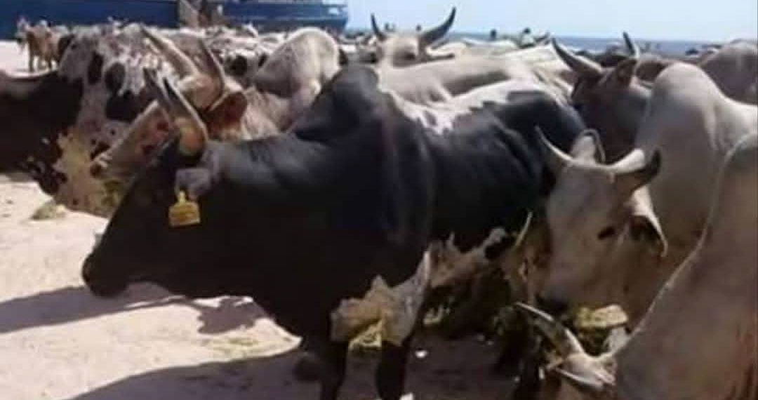 السودان يصدر شحنة أبقار الى قطر