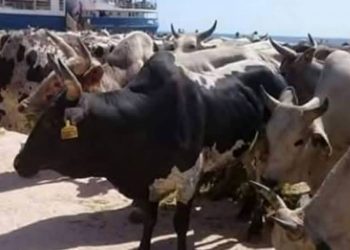 السودان يصدر شحنة  أبقار الى قطر