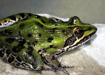 تجارب جديدة لإعادة تجديد الأعضاء المفقودة في البشر ﻿