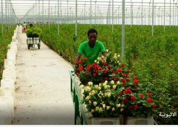 بمناسبة عيد الحب تصدير (110) مليون ورده