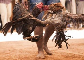 مصارعة ديوك … تتحول الي مجزرة بشرية