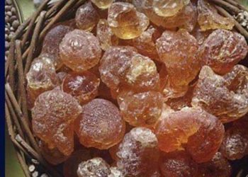 مجلس الصمغ العربي:السودان ينتج 80% من الإنتاج العالمي