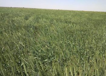 إنطلاق حصاد محصول القمح بأقسام مشروع الجزيرة