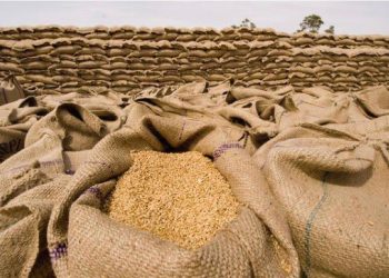 عاجل:٤٣ ألف جنيه السعر التركيزي لجوال القمح