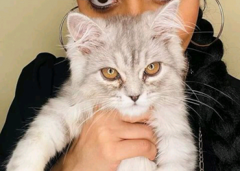 سعر خرافي لقطة “شهد المهندس”