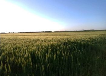 حصاد ( 50%) من القمح بمتوسط إنتاجية ( 10 ) جوالات للفدان .. وشكاوي من أسعار التركيز