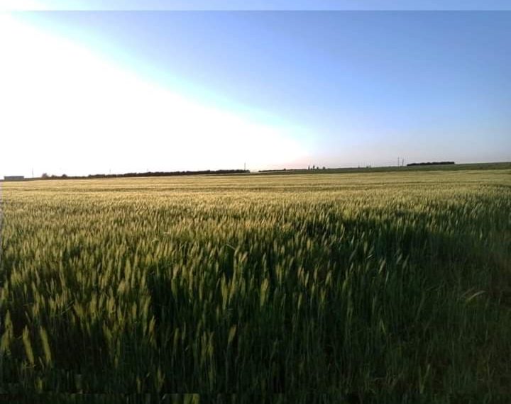 حصاد ( 50%) من القمح بمتوسط إنتاجية ( 10 ) جوالات للفدان .. وشكاوي من أسعار التركيز