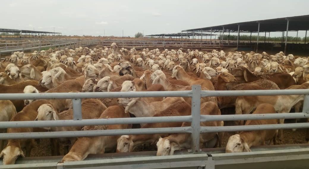 ٤٠٠ الف رأس من الضأن للسعودية