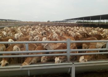 ٤٠٠ الف رأس من الضأن للسعودية