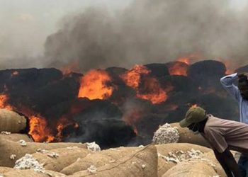 كارثه تهدد محالج القطن بمشروع الجزيرة