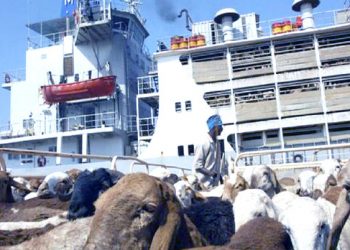 استئناف صادر الضأن الحي للسعودية