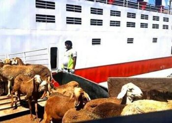 السعودية توقف صادر الهدي من السودان