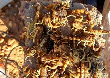 خروج كميات كبيرة من العقارب بسبب ارتفاع درجات الحرارة بالمناصير