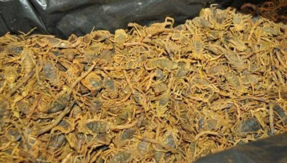 السودان يفرض 2%  ضريبة علي العقارب والصقور والكلاب