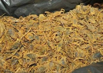 السودان يفرض 2%  ضريبة علي العقارب والصقور والكلاب