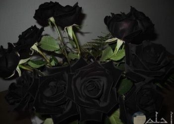 تركيا تزدهر بانتاج الورود السوداء