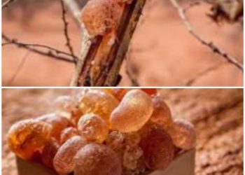 برطم يوجه بتسريع إجراءات تسجيل الصمغ العربي