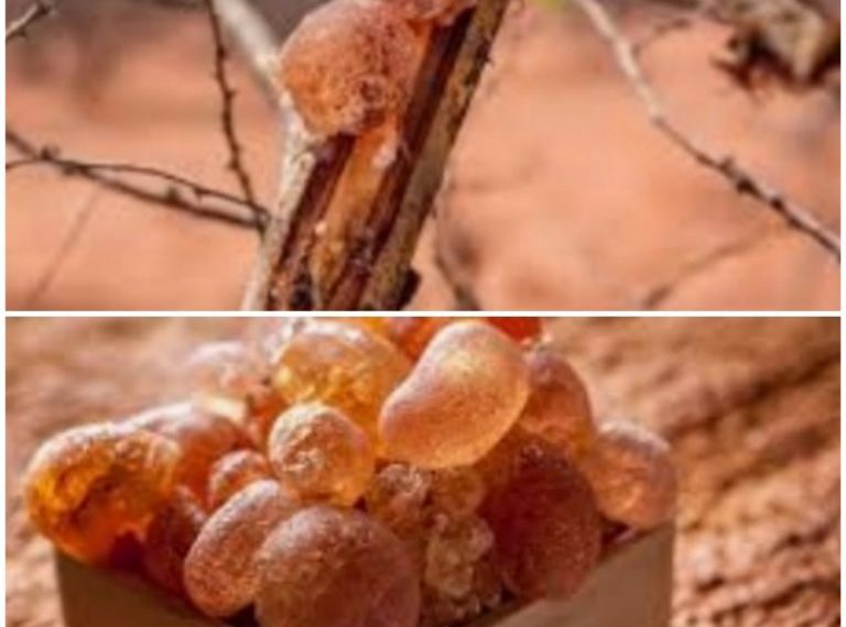 برطم يوجه بتسريع إجراءات تسجيل الصمغ العربي