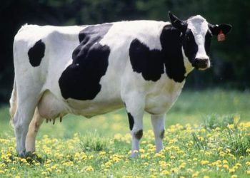 جوبا تقرر إعتقال بقرة لتسببها في وفاة طفل بطريقة وحشية