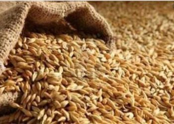 البنك الزراعي يشرع في شراء القمح من المزارعين