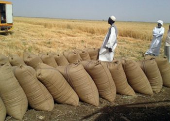 اتجاه لشراء القمح الفايض من المزارعين بسعر ٤٣الف